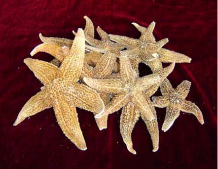 海星