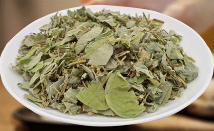 金錢(qián)草(大葉)