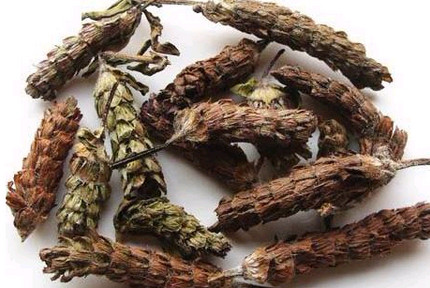 夏枯草