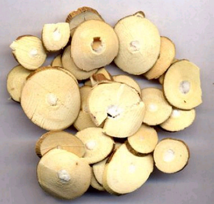 桑枝